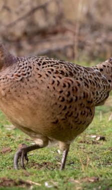 Poule faisane dans la nature