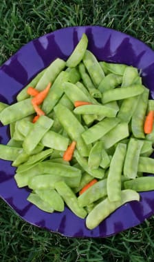 Assiette de pois gourmands et jeunes carottes