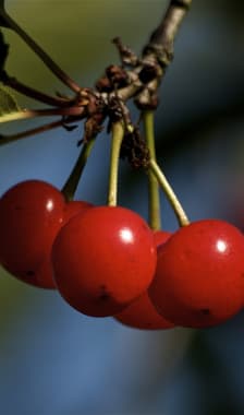 Cerises griottes sur l'arbre