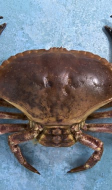 Crabe tourteau