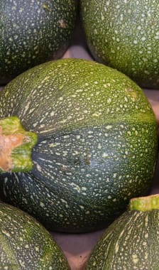 Courgettes rondes