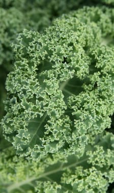 Feuilles de chou kale