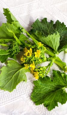 Branche de cime di rapa sur fond blanc