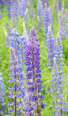 Champ de lupin