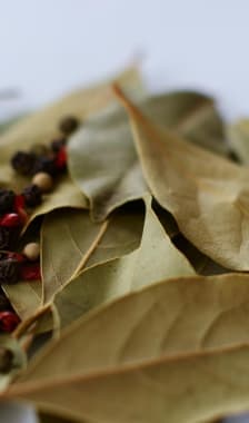 Feuilles de laurier