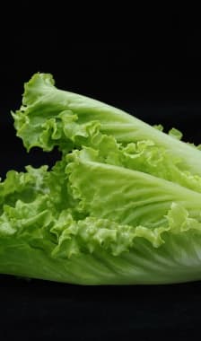 Laitue romaine appelée aussi salade romaine