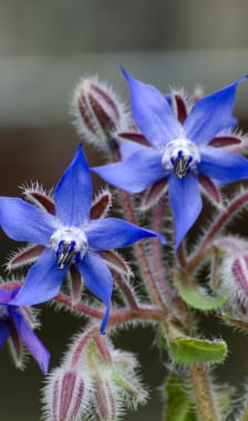 Fleurs de bourrache