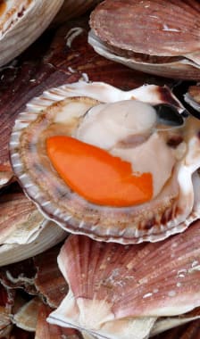 Coquilles Saint-Jacques