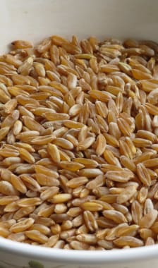 Grains de kamut