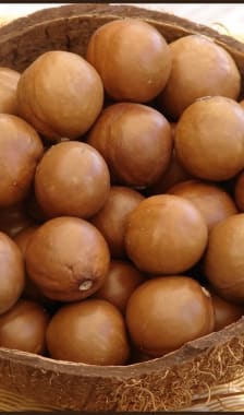 Noix de Macadamia