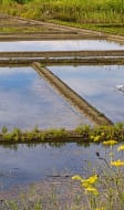 Marais salants de Guérande 