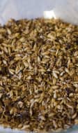 Drêches avant transformation en farine