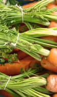 Fanes de carottes