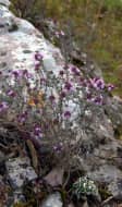 Thym sauvage