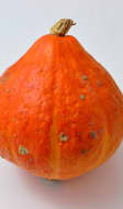 Potimarron