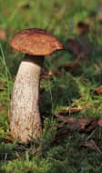 Champignons dans les bois