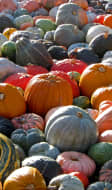 Lit de courges