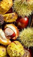 Récolte de châtaignes, pommes et noix