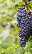 Pinot noir