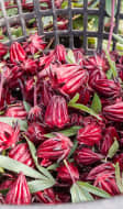 Boutons de fleurs d'hibiscus