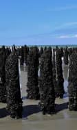 Elevages de moules sur bouchots