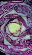 Chou violet