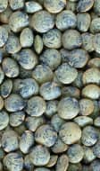 Lentilles vertes du puy