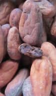 Fèves de cacao cru