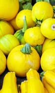 Courgettes jaunes