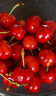 Cerises dans un bol