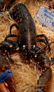 Homard