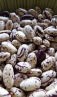 Haricots borlotti dans un saladier
