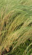 Champ de teff