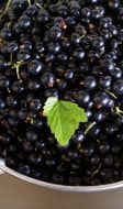 Cassis dans une passoire