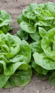 Laitues pommées au potager