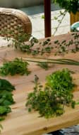 Herbes aromatiques sur plan de travail