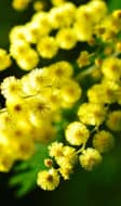 Branche de mimosa