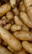 Pommes de terre fraîchement récoltées