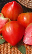 Tomates coeur de boeuf dans un panier