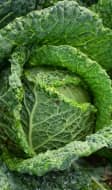 Choux vert