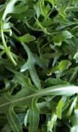 Feuilles de roquette