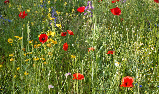 Fleurs des champs au printemps.