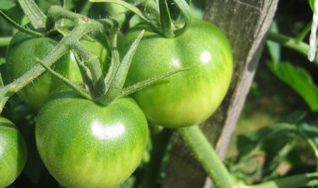 Tomates vertes