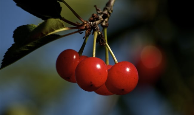 Cerises griottes sur l'arbre