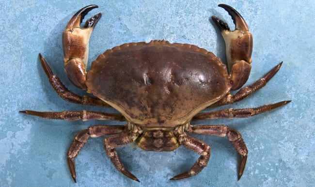 Crabe tourteau