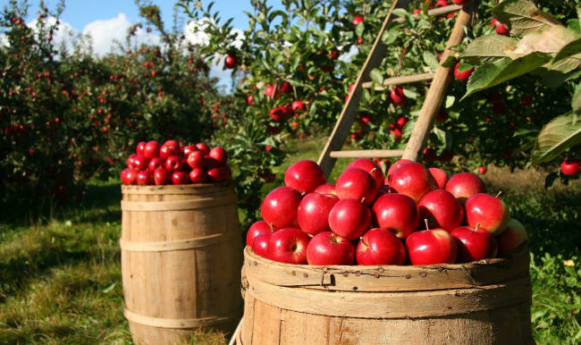 Récolte de pommes dans un verger