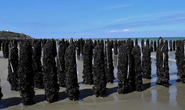 Elevages de moules sur bouchots