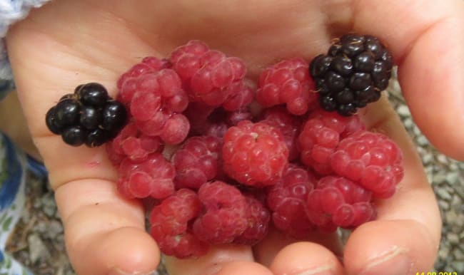 Fruits des bois à peine cueillis