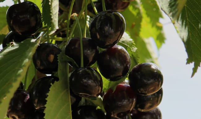 Grappes de cerises noires