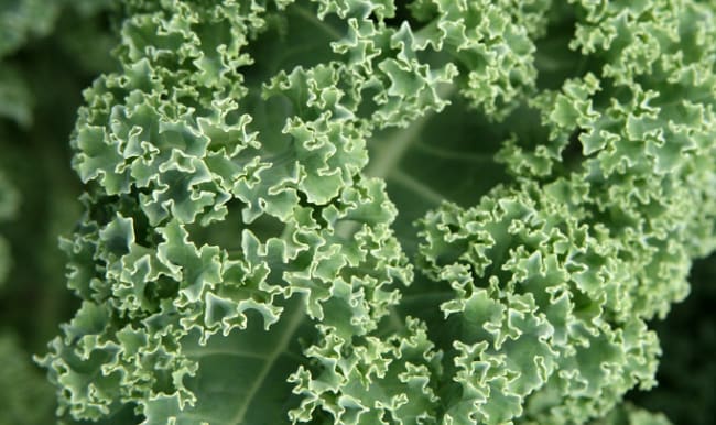 Feuilles de chou kale